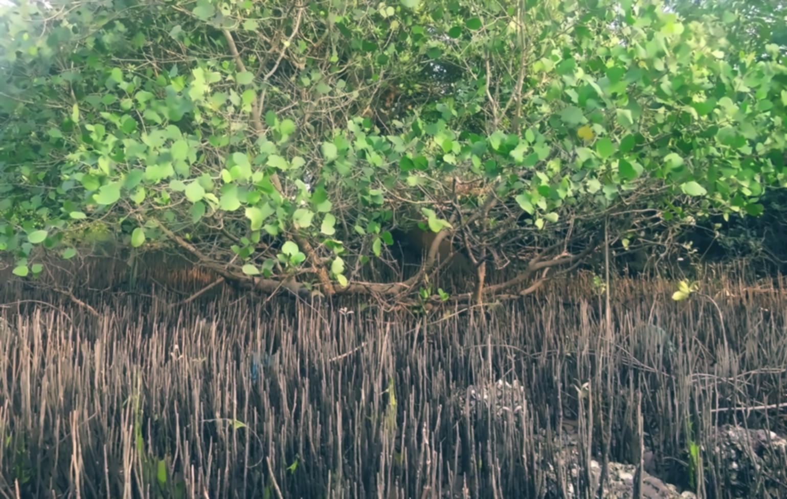 Remote learning access in field conditions